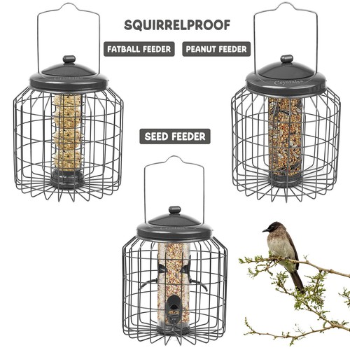 Squirrel proof hanging - squirrel,